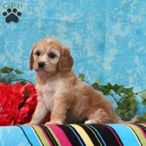 Katie, Cavalier King Charles Mix Puppy